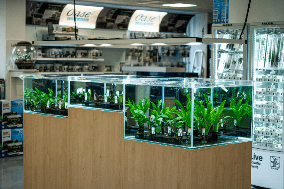 Prodej akvarijních rostlin